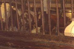 08_Stanglwirt