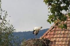Altreu_05