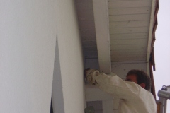 2004062_Hornissen_05