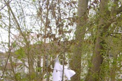 20050429_Schulhaus_04
