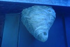 20060911_WespenLuess_1